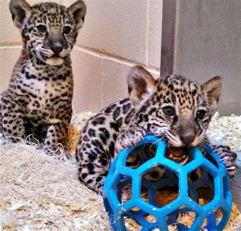 UPDATE: Milwaukee's Jaguar Cubs Eat, Play, Grow - ZooBorns