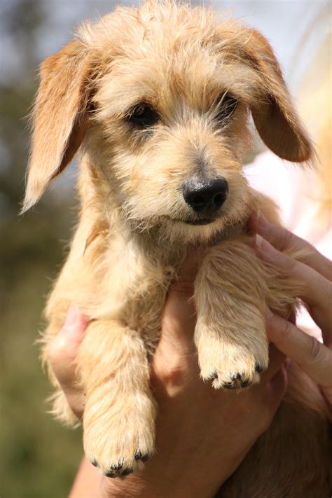 Flapjack (Tinee/Gia's pup) is an adoptable Dachshund searching for a forever family near ...