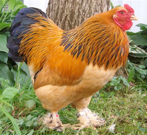 Everything You Need to Know About the Brahma Chicken - BackyardChickensHQ