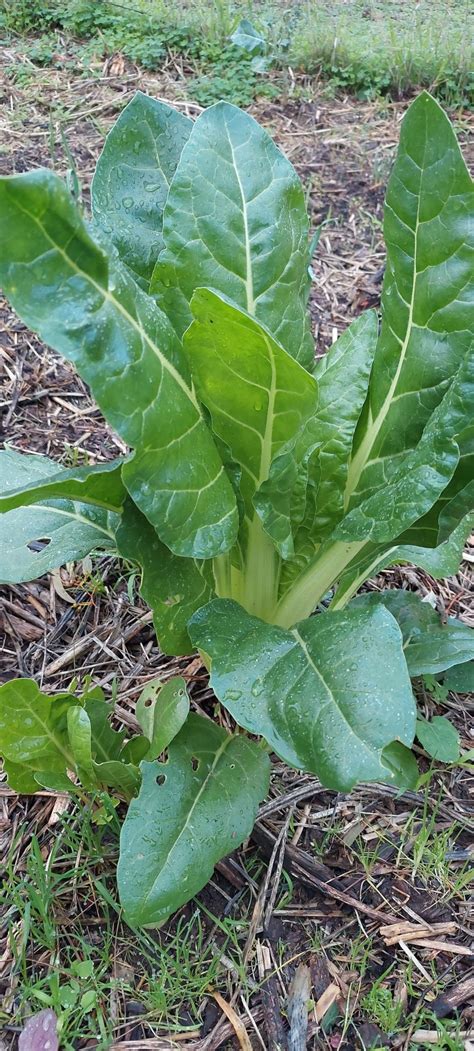 Silverbeet - Local Seeds