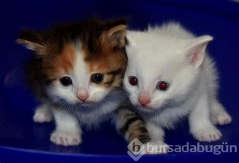 Kahverengi Van kedisi yavrusu şaşırtıyor Foto Galerisi - 4 - Bursadabugun.com