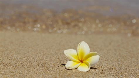 🔥 Download Beautiful Frangipani Plumeria Tropical Flower On Sandy Beach Hawaii Hq by @seths29 ...