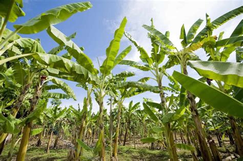 How to Start Banana Farming in the USA: A Step-By-Step Guide to Planting to Harvesting