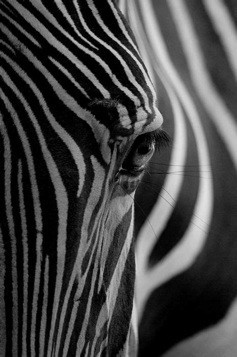 Zebra eye close up! | Animal photography, Zebras, Animals wild