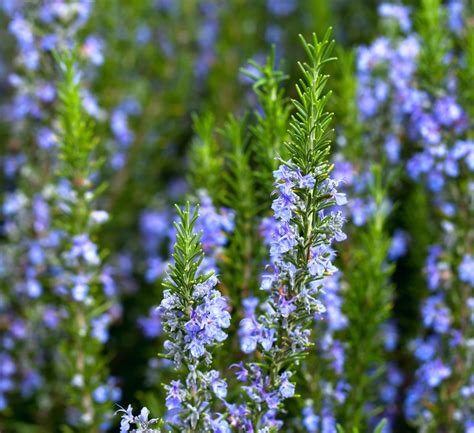 Rosemary Essential Oil - Rosmarinus Officinalis - Uses & Benefits