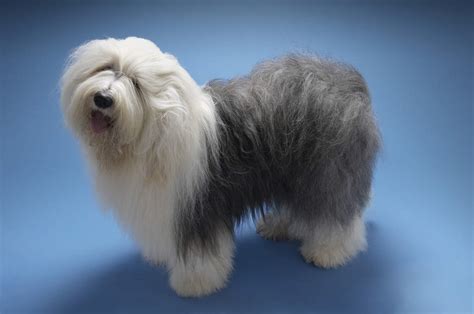 Old English Sheep Dog Breed Info Petfinder | atelier-yuwa.ciao.jp