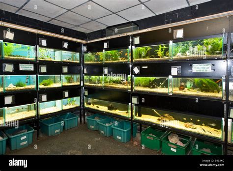 Pet shop aquarium England UK Stock Photo - Alamy