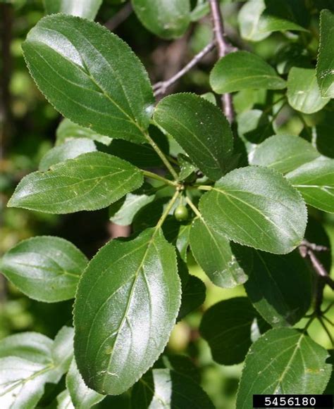 Common Buckthorn and Glossy Buckthorn - Ville de Pointe-Claire