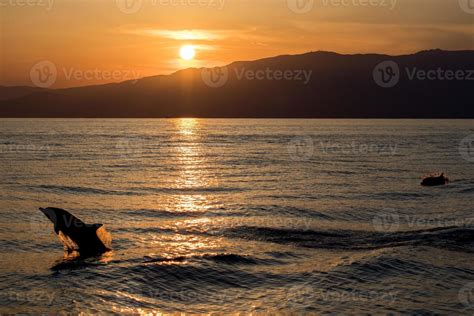 Dolphin silhouette while jumping in the sea at sunset 12011300 Stock ...