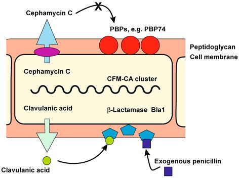 Peptidoglycan Penicillin