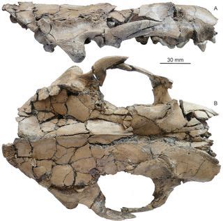 Photos: Fearsome Ancient Otter Was As Large As a Wolf | Live Science