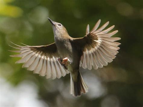 Warming Climate Is Quieting Kauai's Colorful Forest Birds : NPR