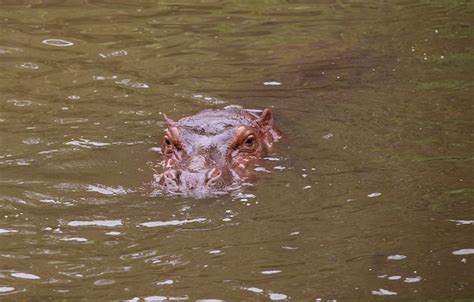 Premium Photo | Hippopotamus in the pool