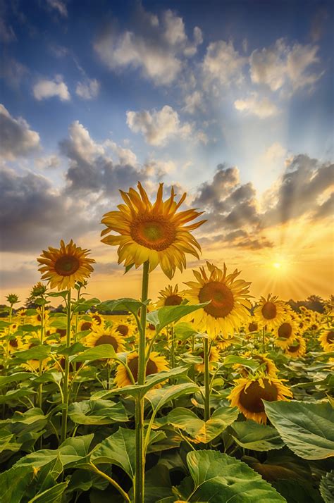 Lovely Sunflowers in Sunset Wallpaper | Shop High-Quality Wallpapers - Happywall