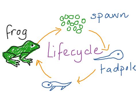 Frog Life Cycle Drawing at GetDrawings | Free download