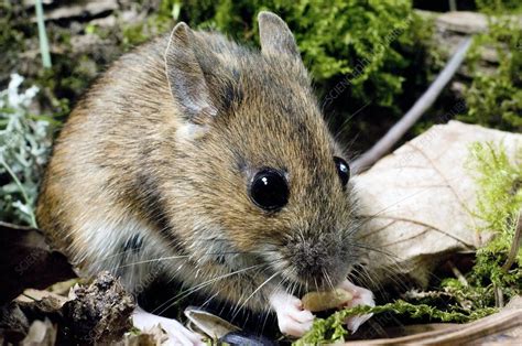 Wood mouse feeding - Stock Image - C001/0507 - Science Photo Library