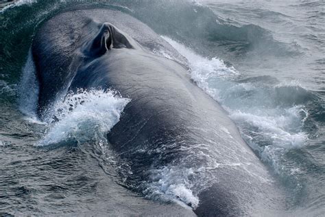 Blue whales: An acoustic library helps us find what we can’t see - CSMonitor.com