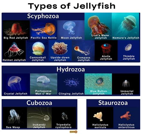 different types of jellyfish are shown in this chart with their names and description on it