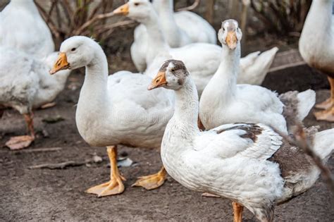 A Free-range Duck Farm with a Flock of Birds. Ducks, Geese and Drakes ...