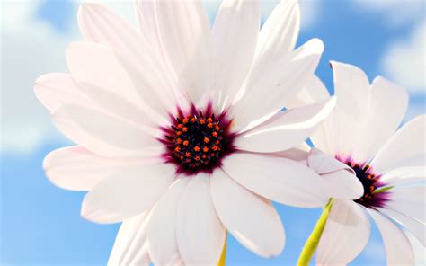 27+ Daisy Backgrounds, Wallpapers, Images, Pictures | Design Trends ...