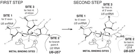 General two-metal-ion mechanism for catalytic RNA applied to the... | Download Scientific Diagram