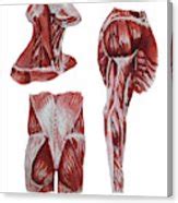 Neck Arm Gluteus Maximus Muscles Anatomy Study Poster by Irina Sztukowski - Pixels