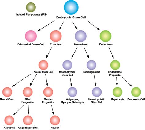 Stem Cell & Lineage Markers | Cell Signaling Technology