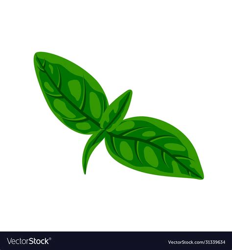 Fresh green basil leaves Royalty Free Vector Image