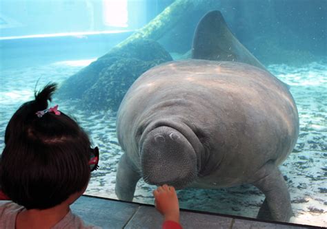 manatee, Mote Aquarium, Sarasota, Florida - Notable Travels | Notable ...