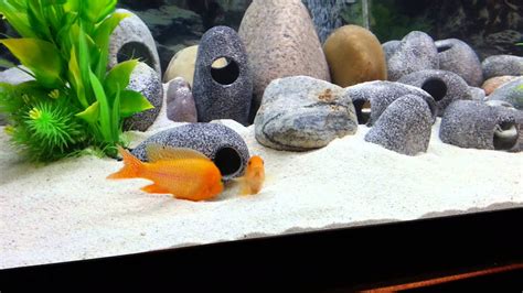 My african cichlids cross breeding - YouTube