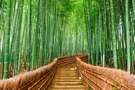 Kyoto, Japan Bamboo Forest Stock Photo by ©sepavone 95075448