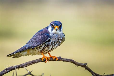 "Amur Falcon - Female" - Amur Falcon The Amur falcon (Falco amurensis) is a small raptor of the ...