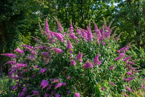 5 Tips on When and How to Prune Butterfly Bushes (In-Depth Guide) | House Grail