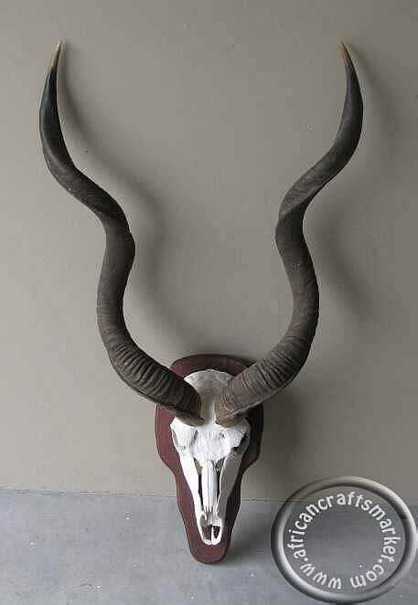 Kudu horn skull mounted on shield