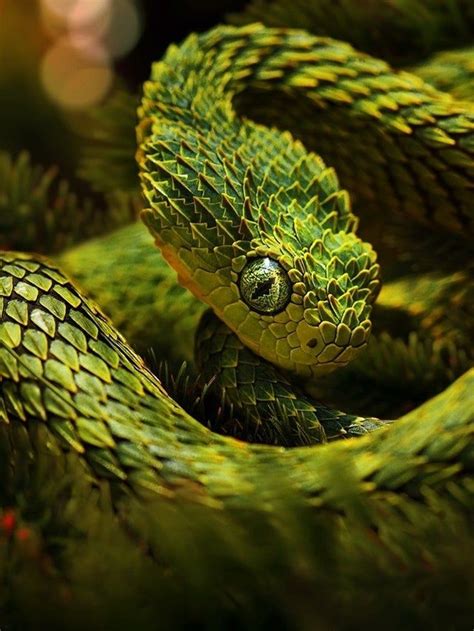 🔥 Atheris Hispida Viper - NatureIsFuckingLit in 2020 | African bush ...