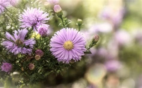 Autumn Asters Flowering Flower Aster Free Stock Photo - Public Domain ...