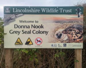 How To See The Seals At Donna Nook In Lincolnshire - 2024 Guide