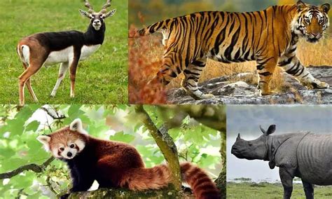 National Endangered Species Day 2023: 10 Most endangered species in India