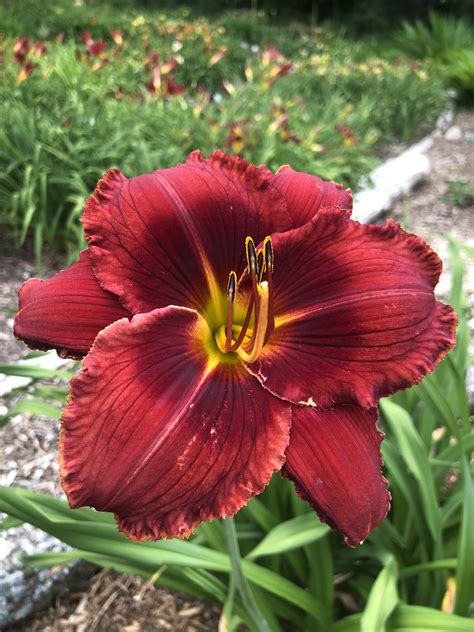 Red Hot Stew* – SF – Artemesia Daylilies