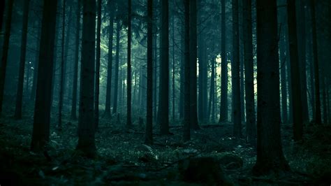 forest, Spruce, Dead Trees, Landscape, Dark, Trees, Nature, Pine Trees ...