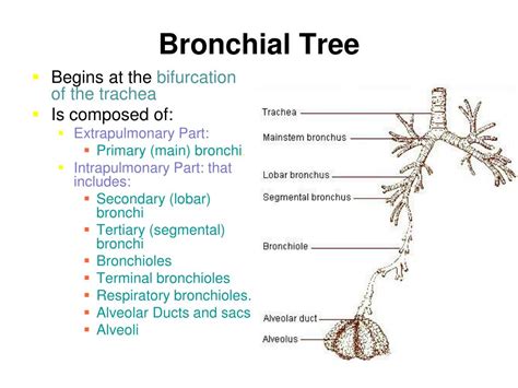 Bronchial Tree