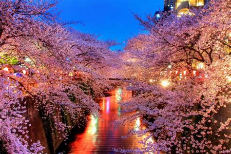 Cherry Blossom Tree at Night Wallpapers - Top Free Cherry Blossom Tree ...