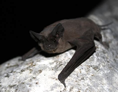 Oklahoma State Flying Mammal | Mexican Free-tailed Bat