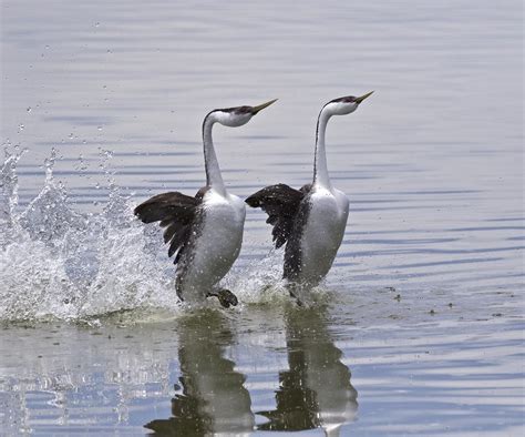 WESTERN GREBE mating dance | PERFECT SYNCHRONIZATION | Flickr