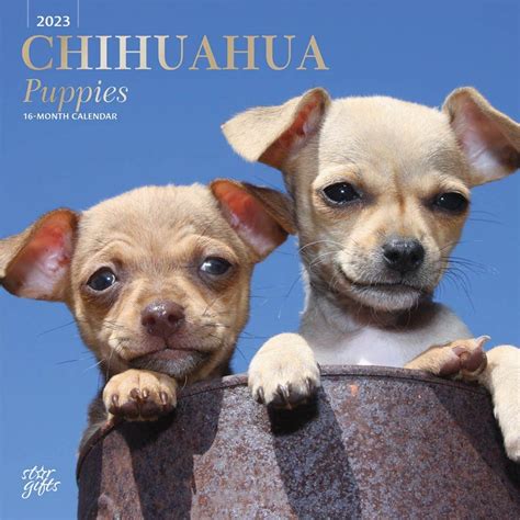 Chihuahua Puppies | 2023 12 x 24 Inch Monthly Square Wall Calendar | Foil Stamped Cover and ...