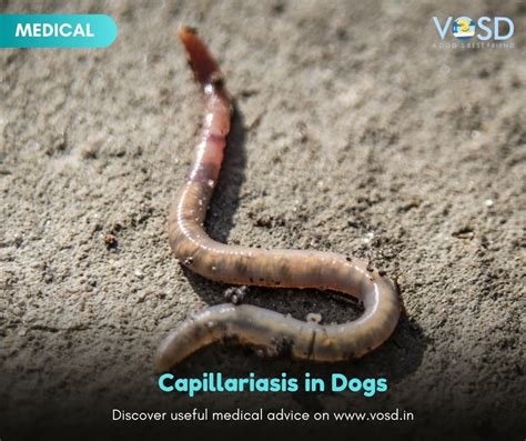 Capillariasis in Dogs - VOSD