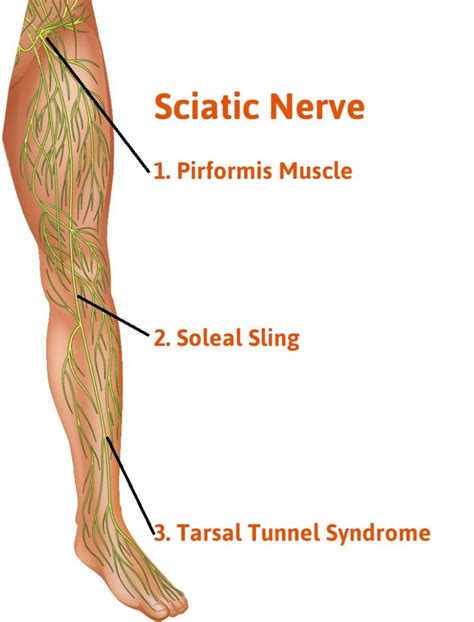 Posterior Tibial Nerve: Anatomy, Function, and Disorders