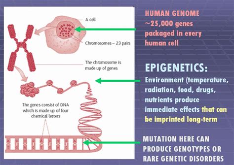 Epigenetics - Lan Huynh's Portfolio