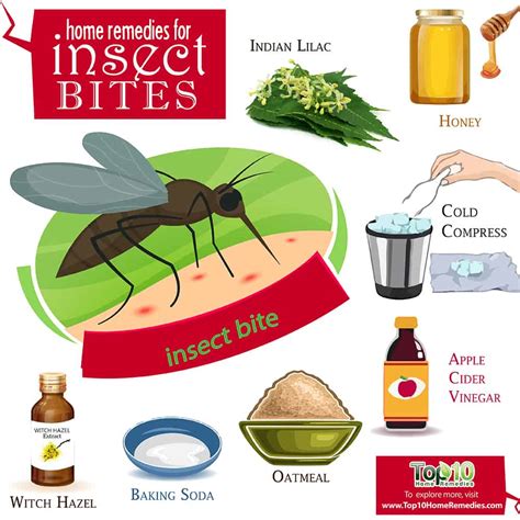 Home Remedies for Insect Bites | Top 10 Home Remedies