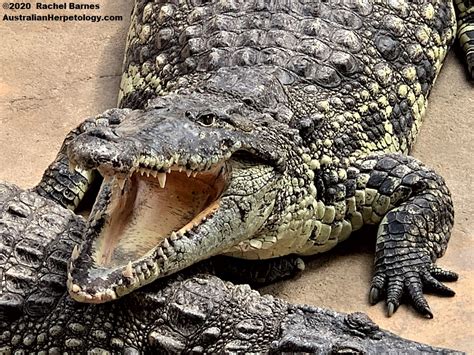 CUBAN CROCODILE Crocodylus rhombifer